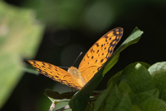 Phalanta phalantha
