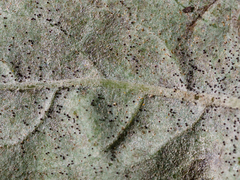 Erysiphe vanbruntiana sambuci-racemosae