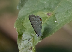 Catochrysops