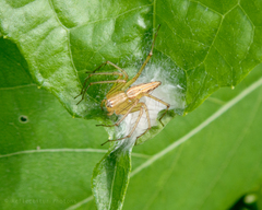 Oxyopes