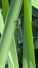 Ischnura elegans