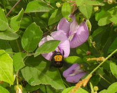 Xylocopa aestuans