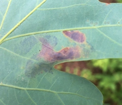 Cameraria hamadryadella