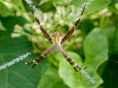 Argiope
