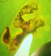 Cameraria hamadryadella