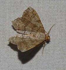 Macaria multilineata