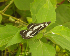 Neptis hylas