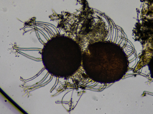 Erysiphe sambucina