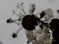 Erysiphe vanbruntiana sambuci-racemosae