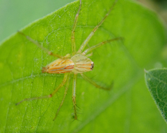 Oxyopes