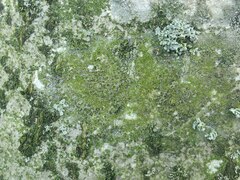 Desmococcus viridis