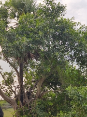 Ficus amplissima