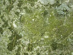 Desmococcus viridis