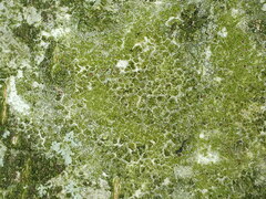 Desmococcus viridis