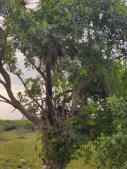 Ficus amplissima