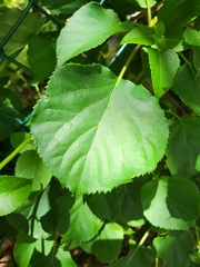 Hydrangea petiolaris