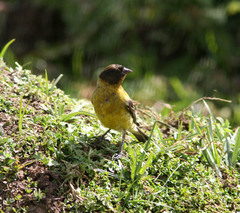Serinus nigriceps