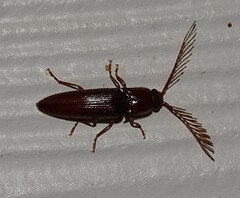 Dicrepidius palmatus