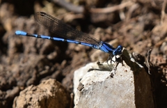Argia funebris