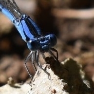 Argia funebris
