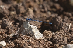 Argia funebris