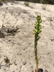 Platanthera michaelii