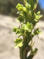 Platanthera michaelii