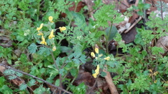 Corydalis flavula