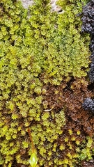 Campylophyllum halleri