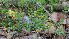 Corydalis flavula
