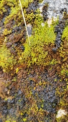 Campylophyllum halleri