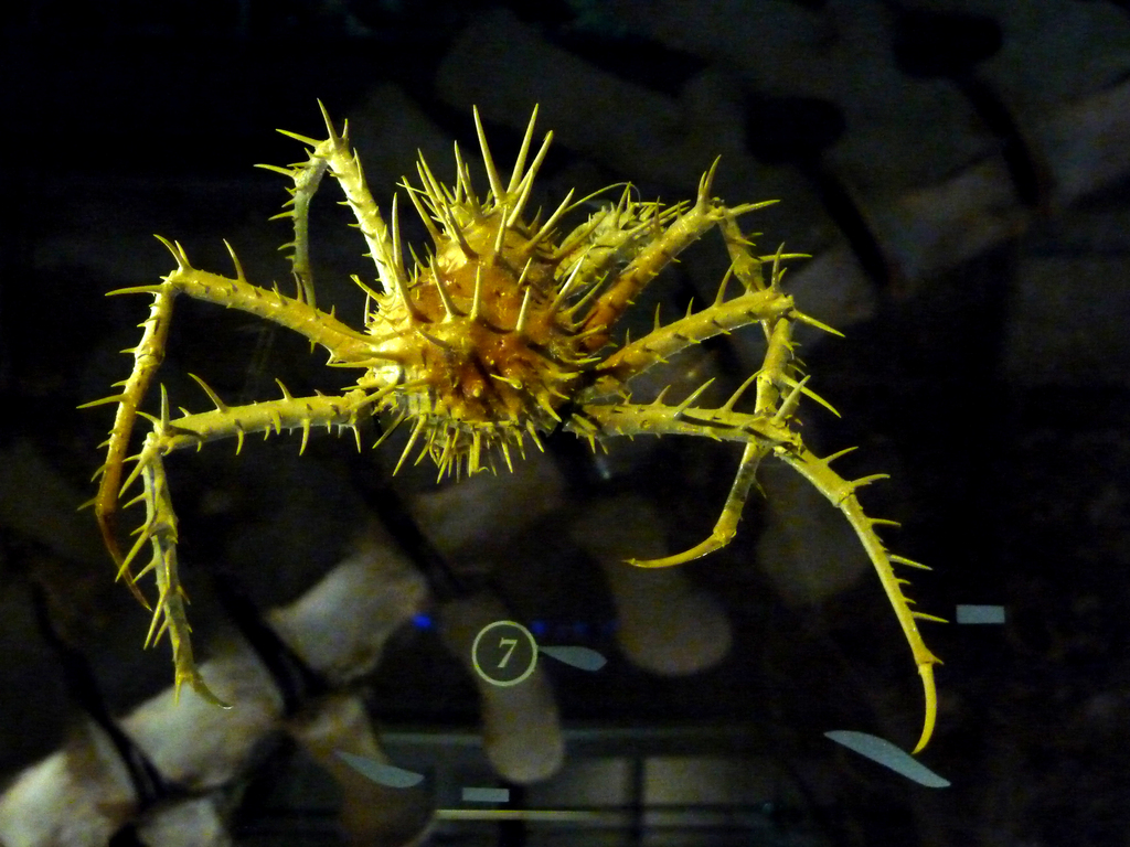 porcupine king crab