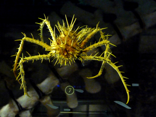 porcupine king crab