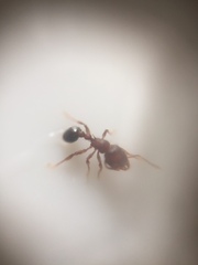 Tetramorium lanuginosum