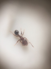 Tetramorium lanuginosum