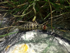 Ephippiger discoidalis