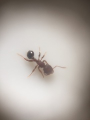 Tetramorium lanuginosum