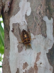 Vagitanus terminalis