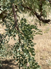Albizia anthelmintica