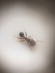 Tetramorium lanuginosum
