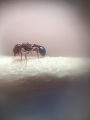 Tetramorium lanuginosum