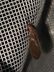 Protosialis americana
