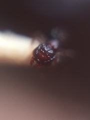 Tetramorium lanuginosum