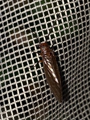 Protosialis americana