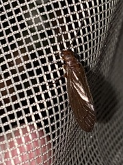 Protosialis americana