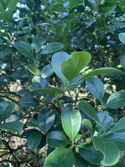 Ilex viridis