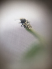 Tingidae