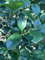 Ilex viridis
