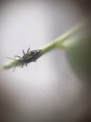 Tingidae