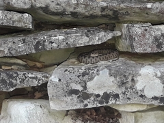 Vipera ammodytes
